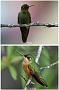 Hummingbird Garden Photo: Brazilian Ruby